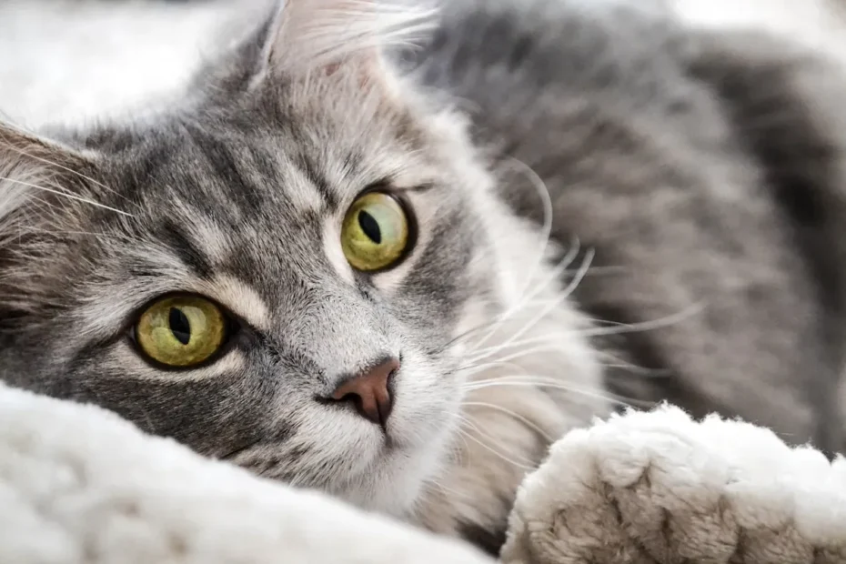 Decoding Cat Potty Training: Unraveling the Feline Toilet Mystery!