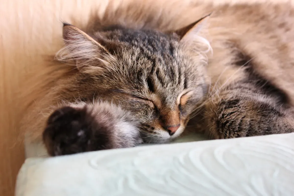 Decoding The Mysterious Language Of Feline Affection