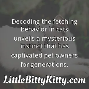 Decoding the fetching behavior in cats unveils a mysterious instinct that has captivated pet owners for generations.