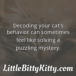 Decoding your cat's behavior can sometimes feel like solving a puzzling mystery.