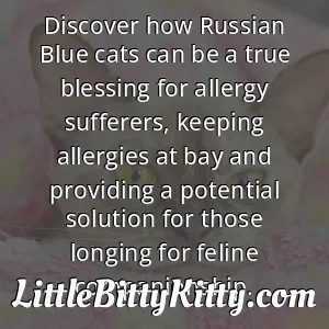 Discover how Russian Blue cats can be a true blessing for allergy sufferers, keeping allergies at bay and providing a potential solution for those longing for feline companionship.