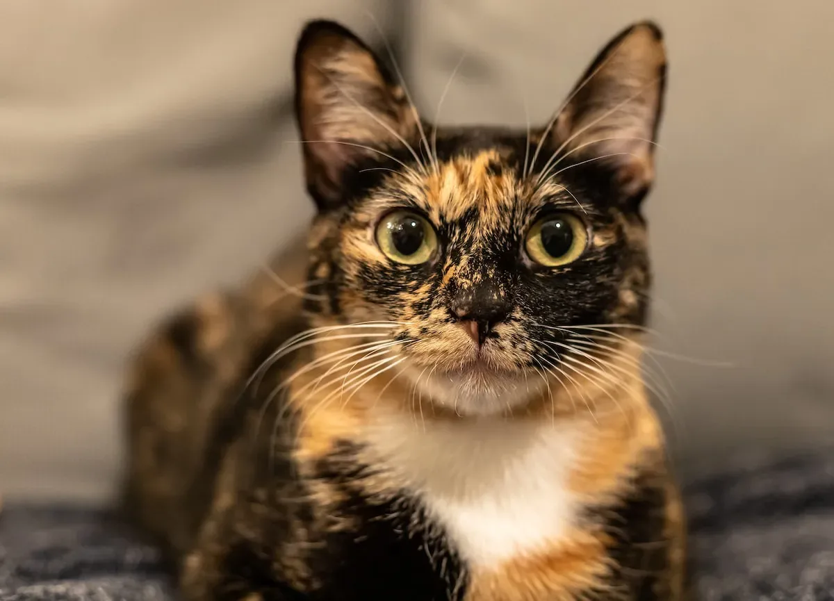 Drenched In Kitty Love: Exploring The Phenomenon Of Cat Bathing