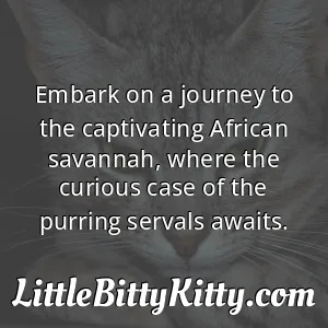 Embark on a journey to the captivating African savannah, where the curious case of the purring servals awaits.