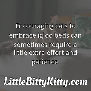Encouraging cats to embrace igloo beds can sometimes require a little extra effort and patience.