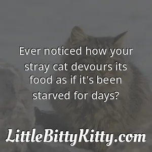 Ever noticed how your stray cat devours its food as if it's been starved for days?