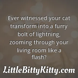 Ever witnessed your cat transform into a furry bolt of lightning, zooming through your living room like a flash?