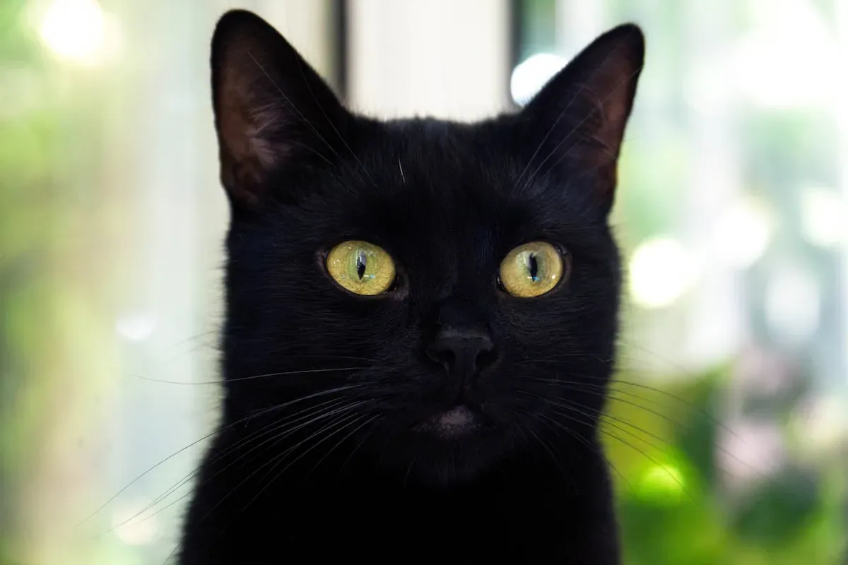 Expressive Trills: How Cats Use Vocalizations To Convey Their Emotions