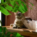 Feline Affection Unveiled: Why Does My Cat Sit and Purr Next to Me?