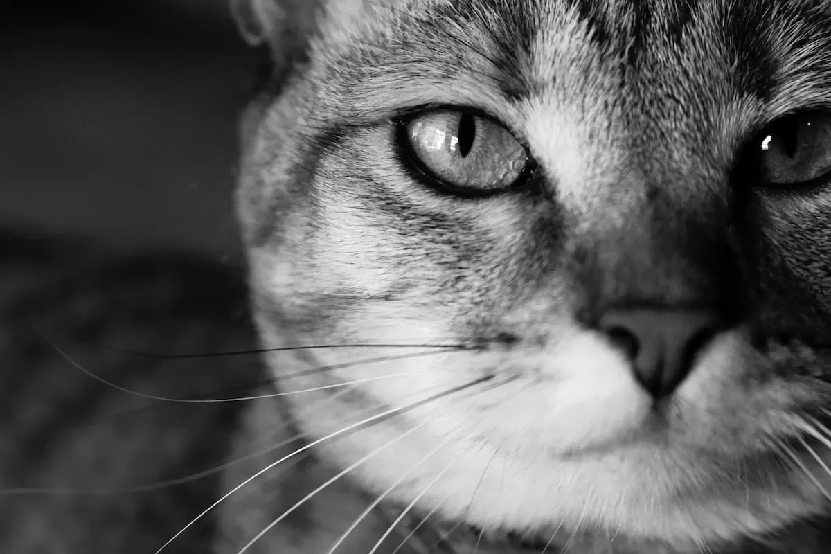 Feline Dynamics: How Your Cat'S Personality Traits Influence Their Cuddling Behavior