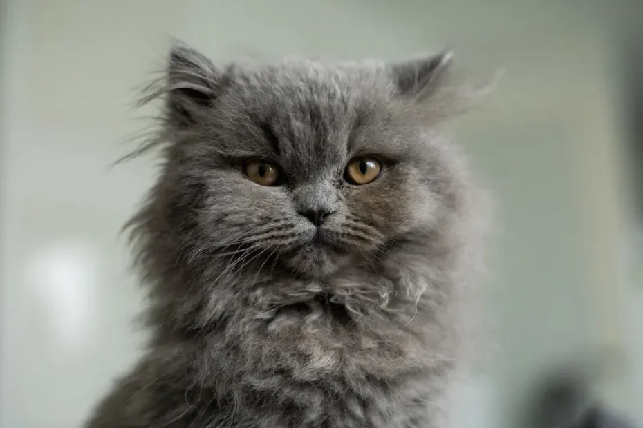 Feline Flips: Unveiling the Quirky Reasons Behind Cat Rolling