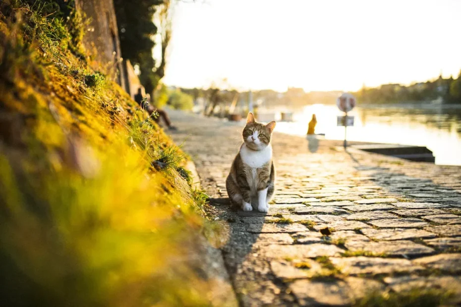 Feline Focus: How Much Attention Do Cats Really Need?