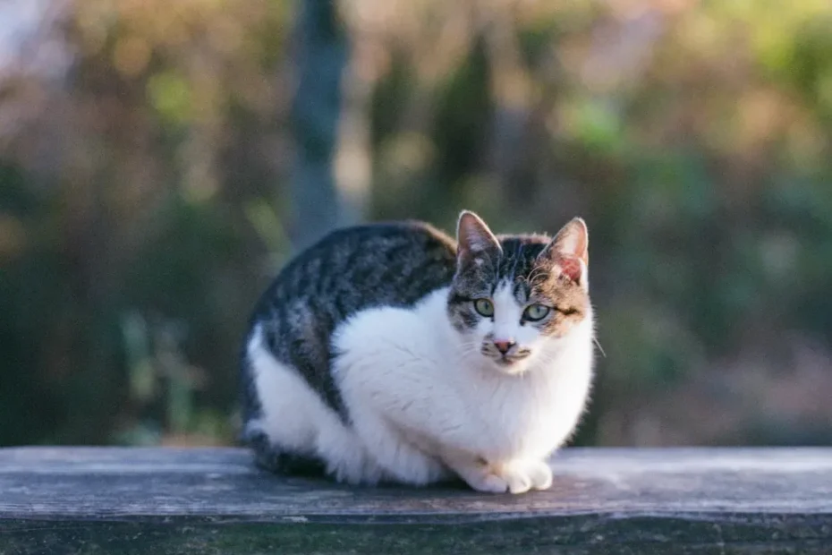 Feline Frenzy Unleashed: The Curious Case of Cats' Sudden Sprints