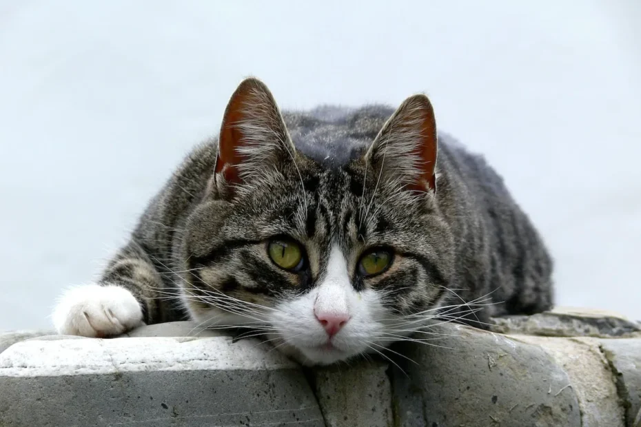 Feline Love Bites: Decoding Your Cat's Finger-Licking Obsession
