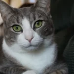 Feline Love Bites: Why Does My Cat Grab and Bite My Leg?