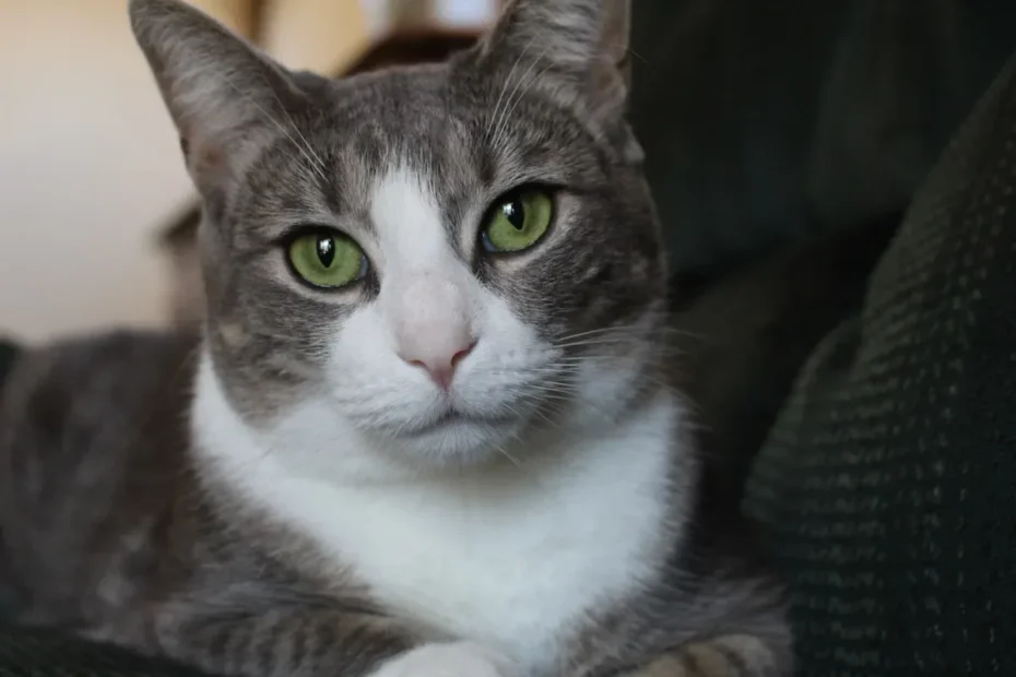 Feline Love Bites: Why Does My Cat Grab and Bite My Leg?