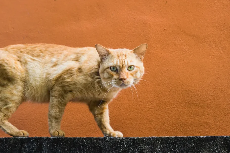 Feline Temptations Unveiled: Decoding the Best Moments for Cat Treats
