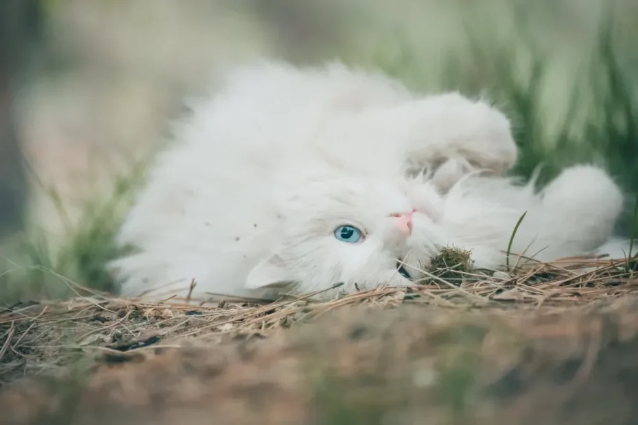 Feline Treat Temptation: Can Cats Develop an Addiction?