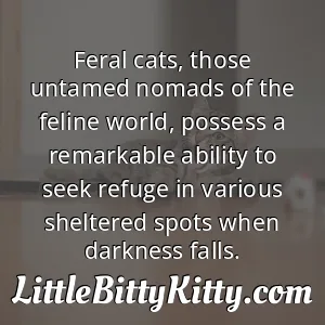 Feral cats, those untamed nomads of the feline world, possess a remarkable ability to seek refuge in various sheltered spots when darkness falls.