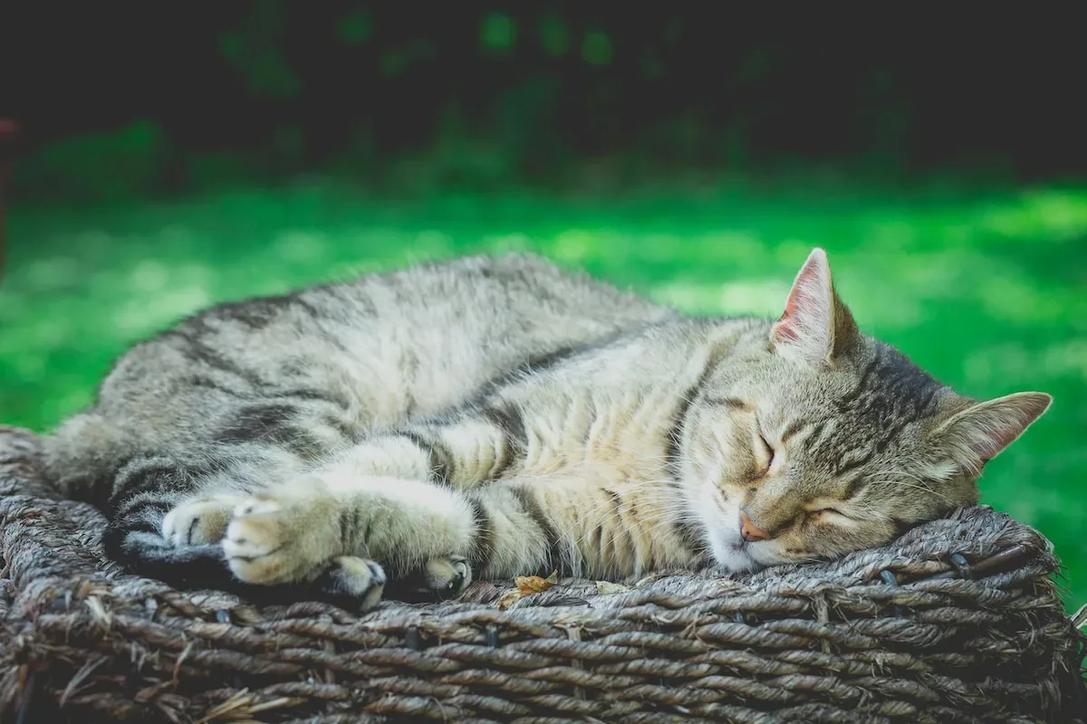 From Purrfection To Pawful: Pros And Cons Of Petting Your Cat While You Eat
