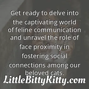 Get ready to delve into the captivating world of feline communication and unravel the role of face proximity in fostering social connections among our beloved cats.