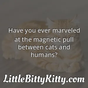 Have you ever marveled at the magnetic pull between cats and humans?