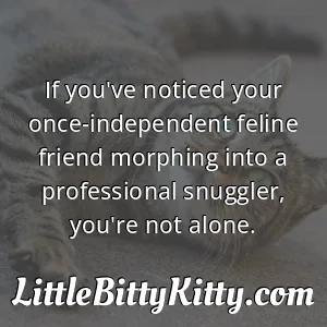 If you've noticed your once-independent feline friend morphing into a professional snuggler, you're not alone.