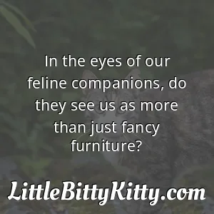 In the eyes of our feline companions, do they see us as more than just fancy furniture?