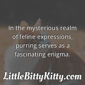 In the mysterious realm of feline expressions, purring serves as a fascinating enigma.