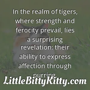 In the realm of tigers, where strength and ferocity prevail, lies a surprising revelation: their ability to express affection through purring.