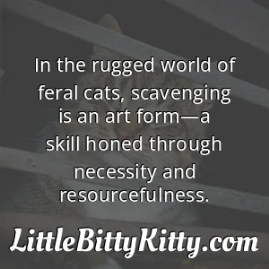 In the rugged world of feral cats, scavenging is an art form—a skill honed through necessity and resourcefulness.