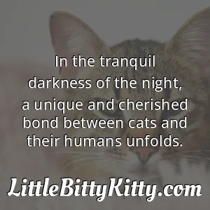 In the tranquil darkness of the night, a unique and cherished bond between cats and their humans unfolds.