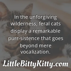 In the unforgiving wilderness, feral cats display a remarkable purr-sistence that goes beyond mere vocalization.