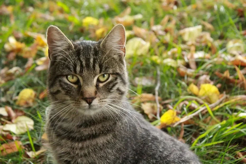 Is It Too Late to Train My Cat? Discover the Surprising Truth!