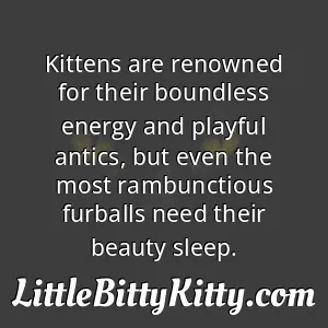 Kittens are renowned for their boundless energy and playful antics, but even the most rambunctious furballs need their beauty sleep.