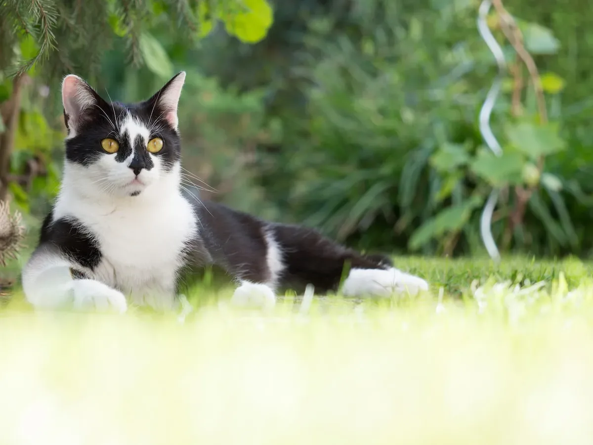 Lapping Up The Scoop: How Cats React To The Creamy Goodness Of Ice Cream