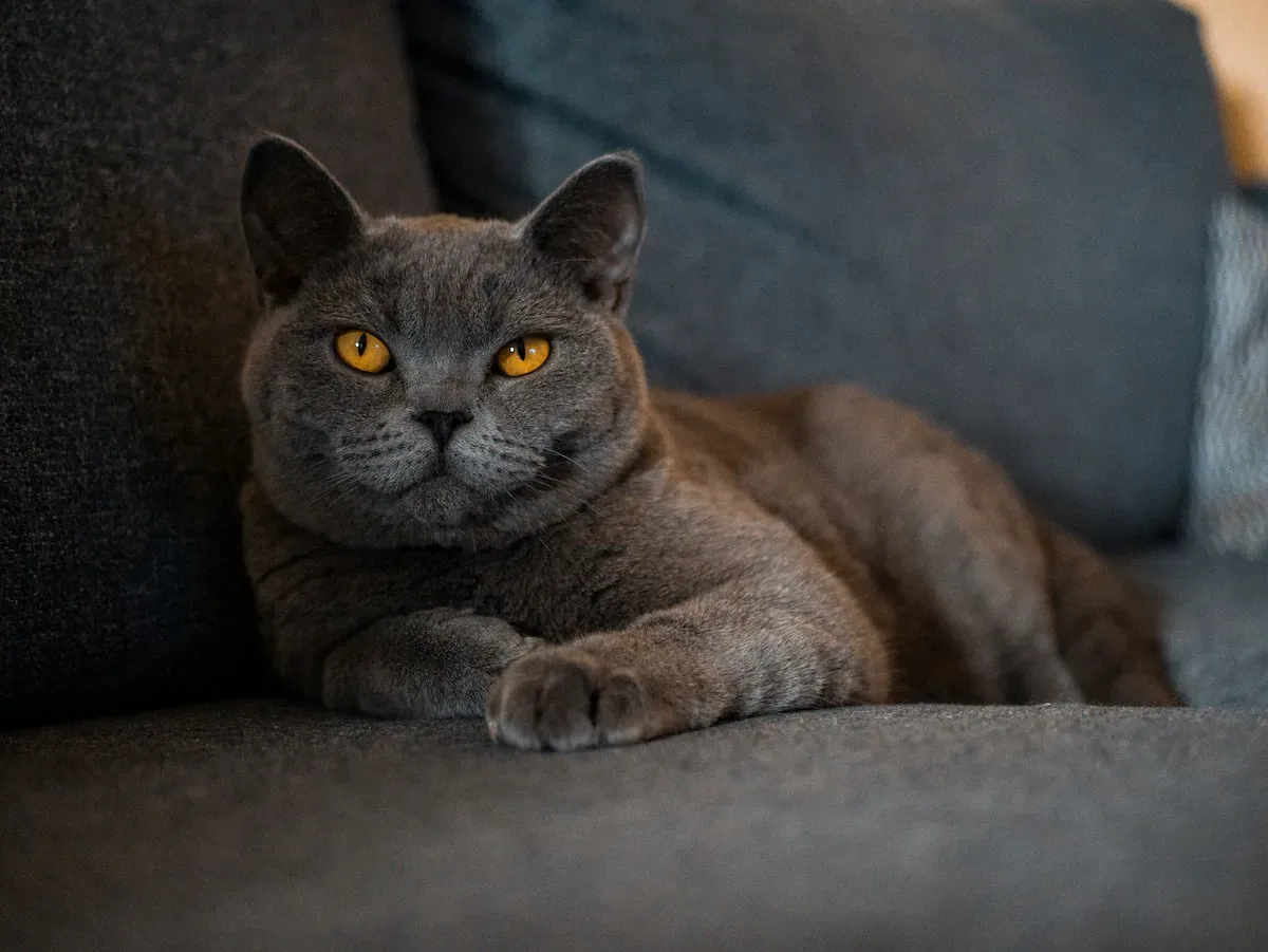 Licking For Attention: Is Your Cat Trying To Get Your Focus?