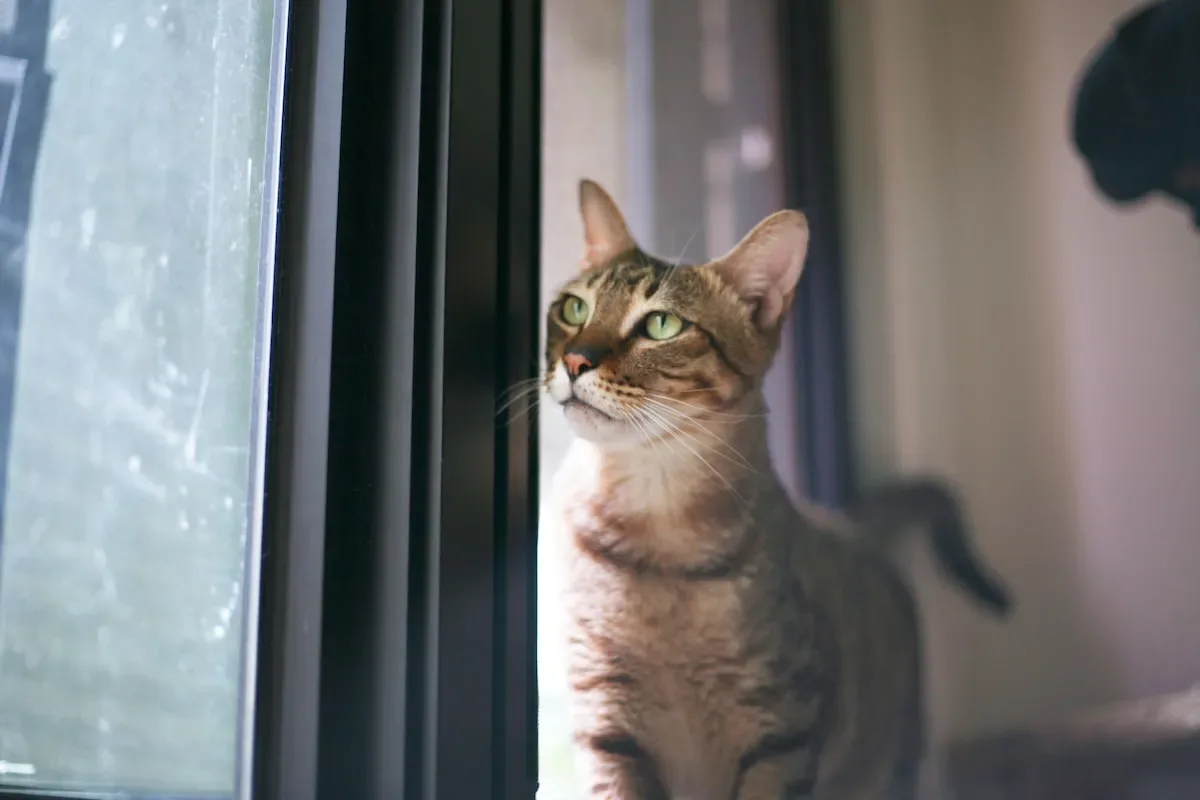 Lights Off Or On: Unveiling The Optimal Sleep Environment For Your Feline Friend