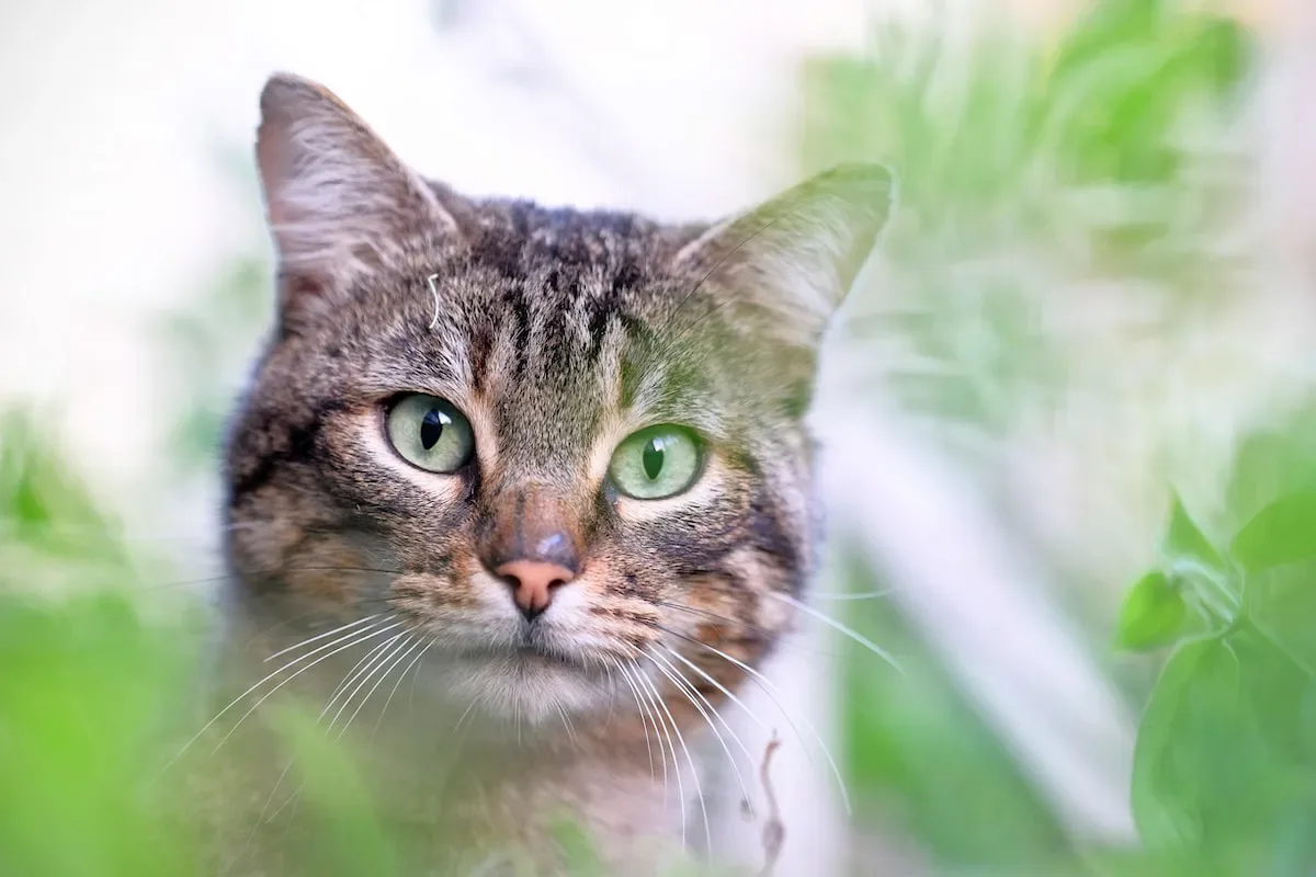 Meow Or Munch? Decoding Cats' Taste For Pizza