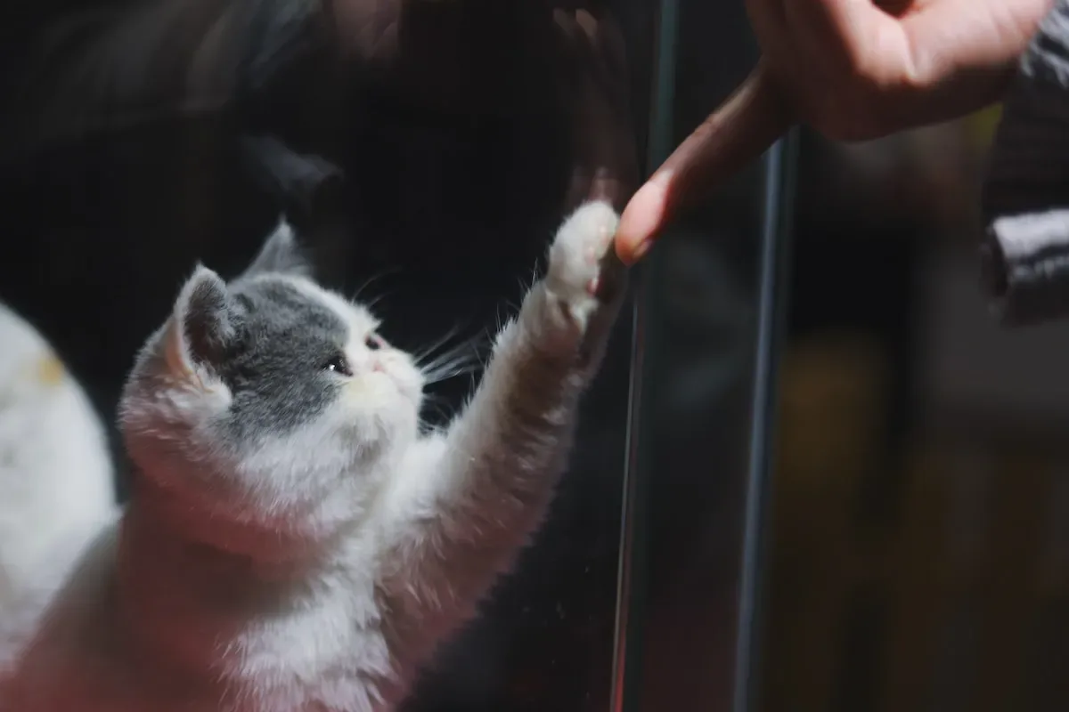 Meow Or Mwah? Understanding The Feline Response To Human Kisses