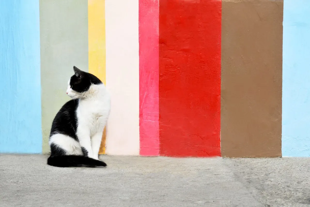 Meows And Murmurs: Shedding Light On Cats' Purrs In Times Of Pain