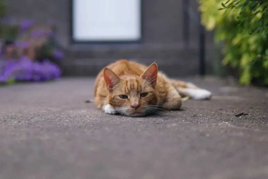 Night Owls: Can Cats Safely Sleep Outside at Night?