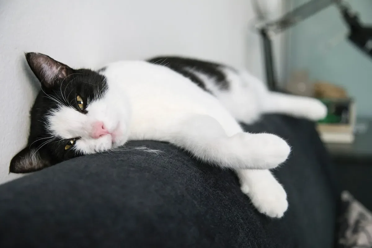 Nighttime Nuzzles: Examining The Reasons Cats Choose To Headbutt While You'Re Sleeping