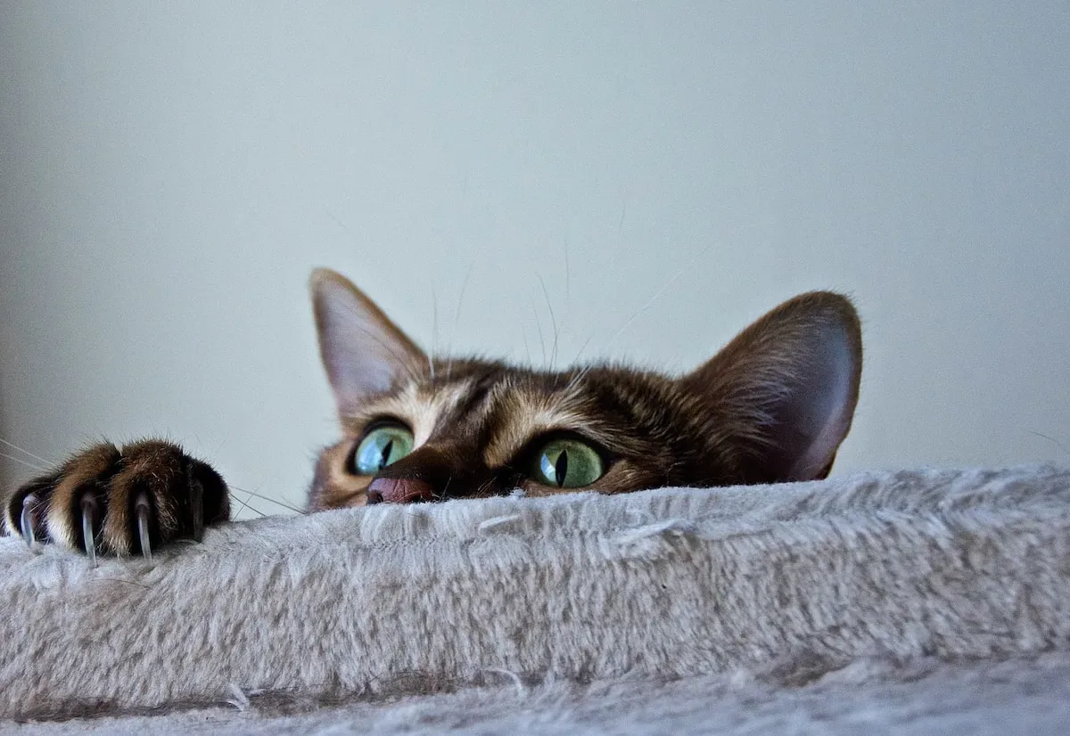 Nighttime Vigilantes: How Cats Exhibit Their Watchful Nature During Sleep