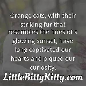 Orange cats, with their striking fur that resembles the hues of a glowing sunset, have long captivated our hearts and piqued our curiosity.