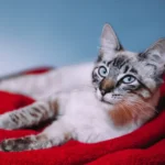 Paw-sitively Essential: Should You Wash Your Hands After Petting Your Cat?