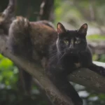 Paw-some Poop Time: How Long Does a Kitten Take to Potty Post-Meal?