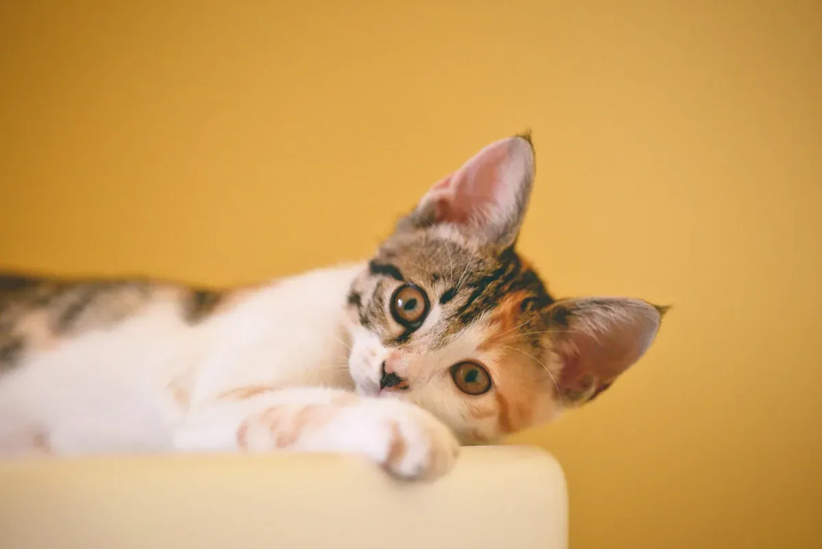 Paws-Itively Tired: The Sleep Secrets Of Ailing Felines