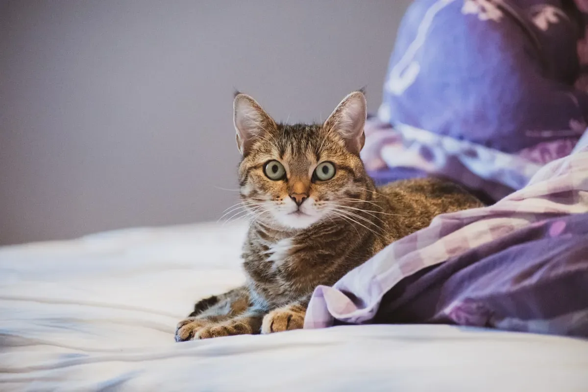 Pawsitively Potty Trained: Signs Your Cat Is Ready To Ditch The Litter Box