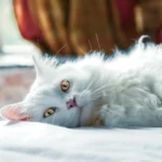 Persian Cats Health Issues