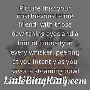 Picture this: your mischievous feline friend, with those bewitching eyes and a hint of curiosity in every whisker, peering at you intently as you savor a steaming bowl of chicken broth.
